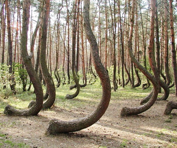 The Crooked Ormanı Dünya'nın "keşfedilmemiş" harikaları 
