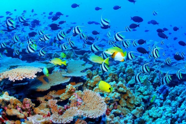 The Great Barrier Reef - Dünya'nın "keşfedilmemiş" harikaları 
