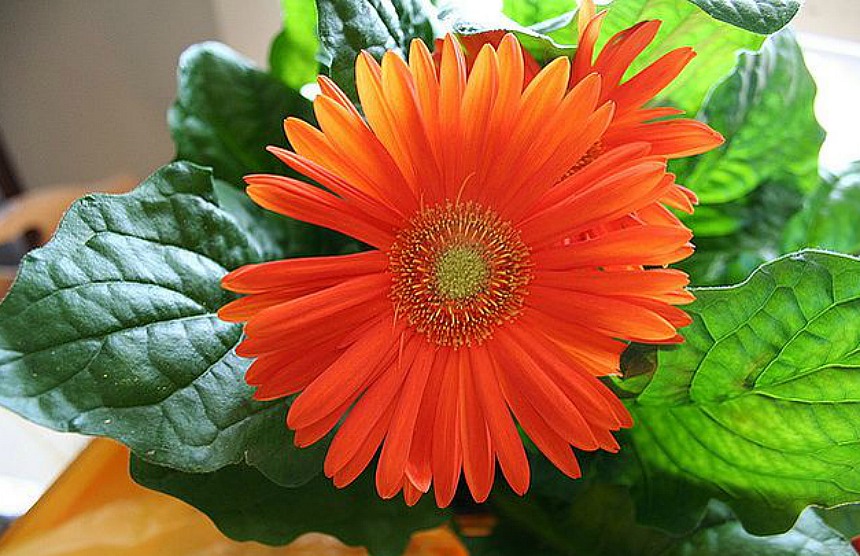 Gerbera papatyası