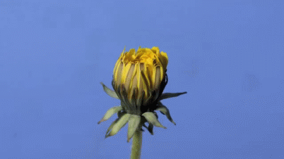 karaahindiba çiçeği
