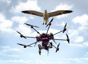 Drone kullanımı vahşi yaşamı tehdit ediyor! - Uplifers