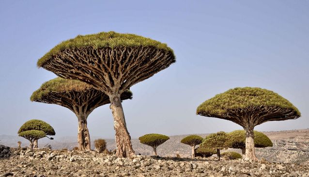 Socotra Dragon Ağacı
