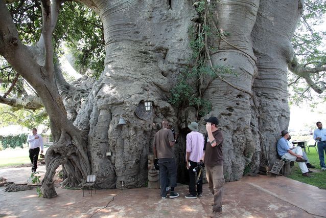 Sunland Büyük Baobab Ağacı