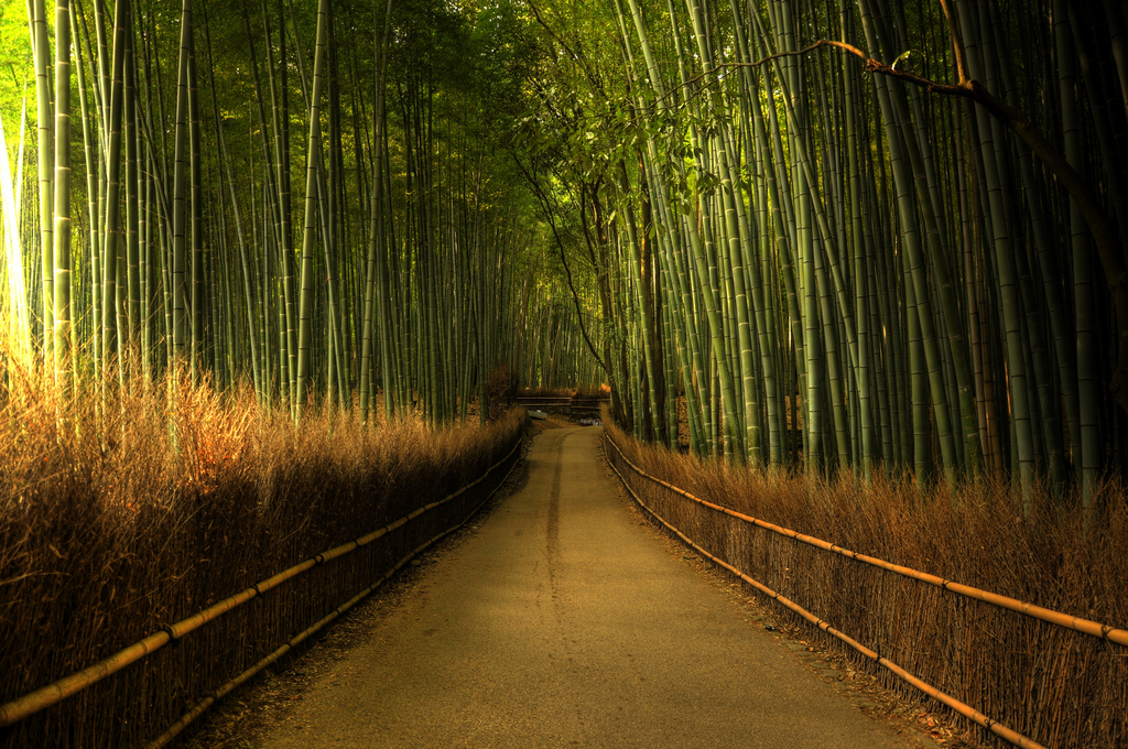 sagano bambu ormanı