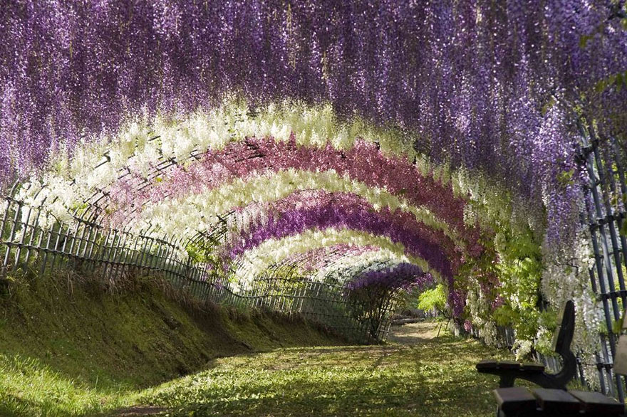 Wisteria Çiçek Tüneli, japonya