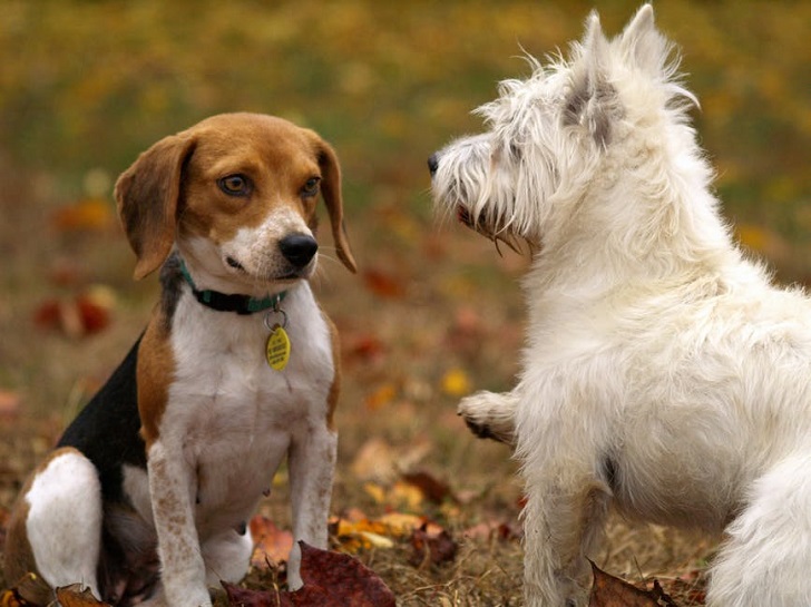 Hindistan cevizi yağının köpeklere olan faydaları