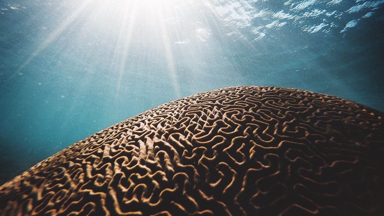 Beynin bir mucizesi daha Birinin hasta olup olmadığını kokusundan