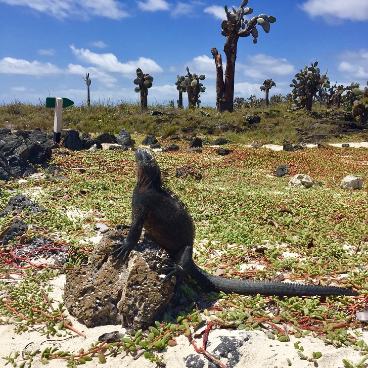 Dünyanın kalbinden çıkan ateş parçaları: Galapagos Adaları