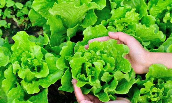 Sağlık dolu tabaklar: Sürekli yemeniz gereken çok etkili 10 yeşillik