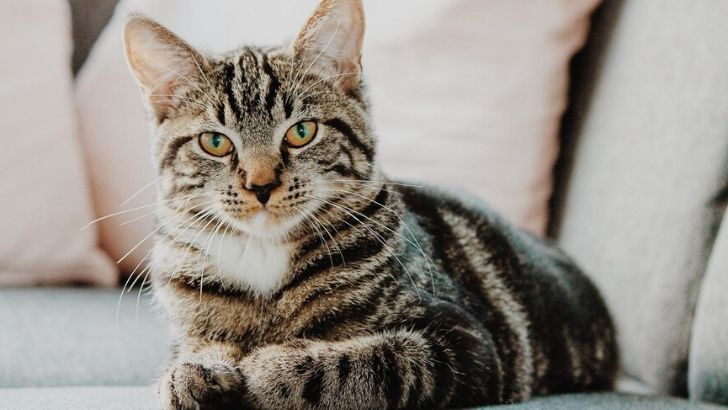 Kediniz Size Ne Demek Istiyor Kedilerin Sik Yaptigi Hareketler Ve Anlamlari Uplifers