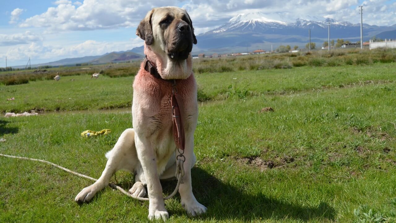 Aksaray Malaklısı: Özellikleri ve Bakımı