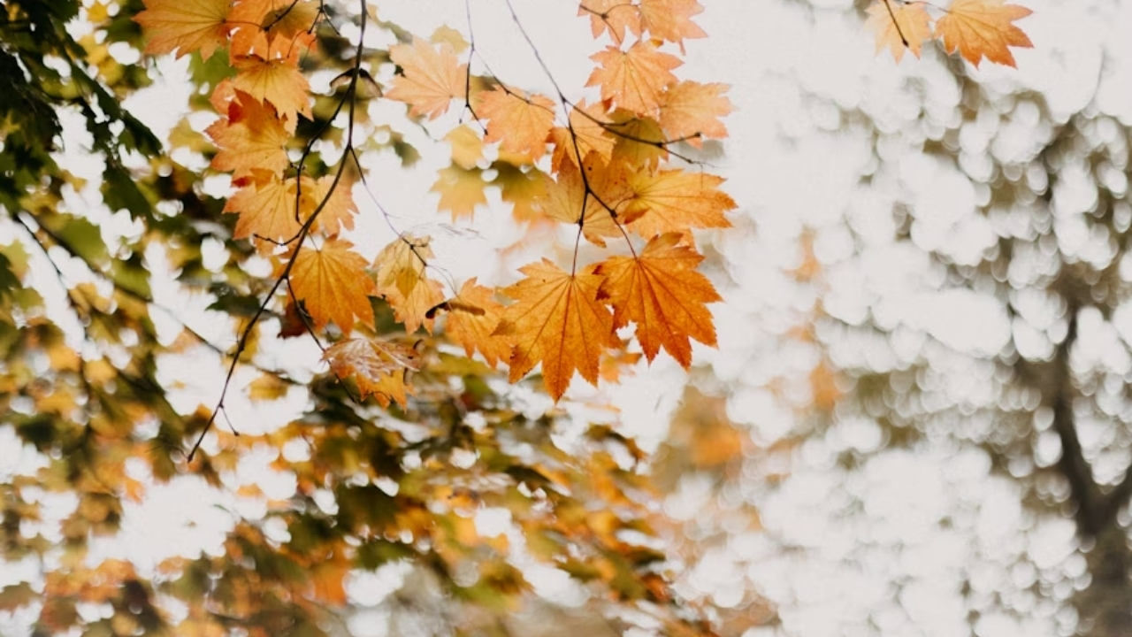Hayatın akışına direnirken: Kabullenmenin sessiz gücü
