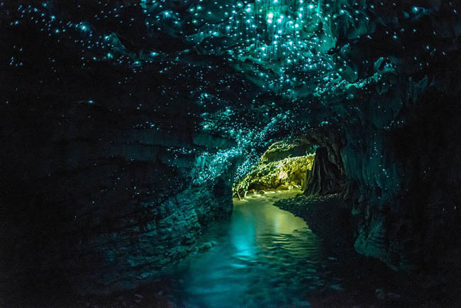 Waitomo Mağaraları, Yeni Zelanda