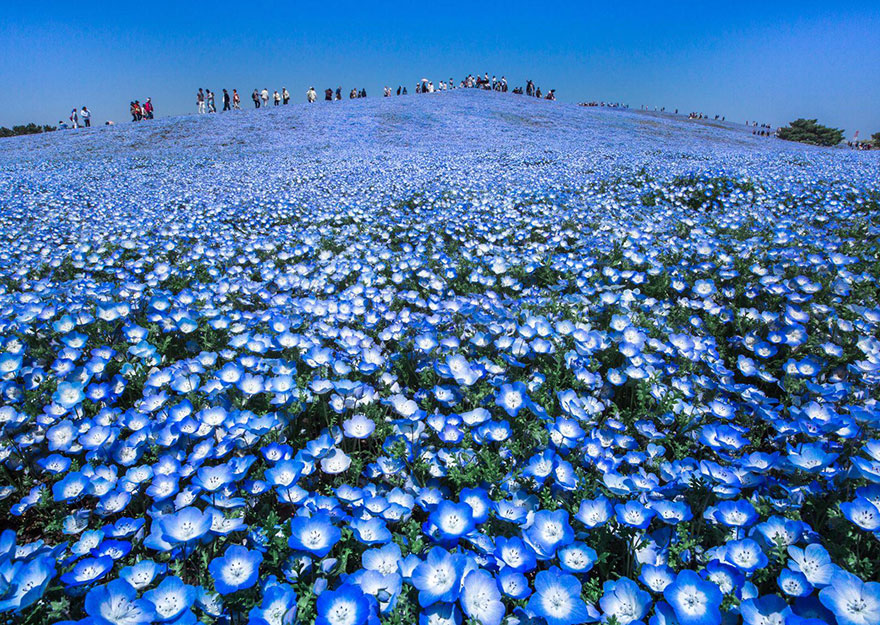Mavi Cennet, Japonya