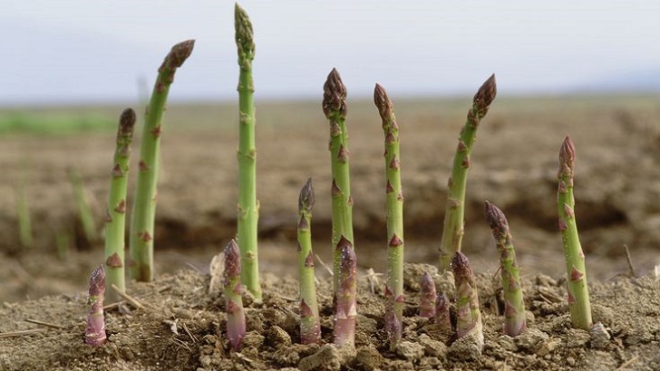 asparagus bitkisi nasil yetisir