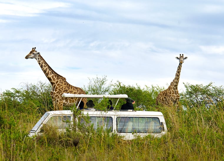 Safari, Kenya
