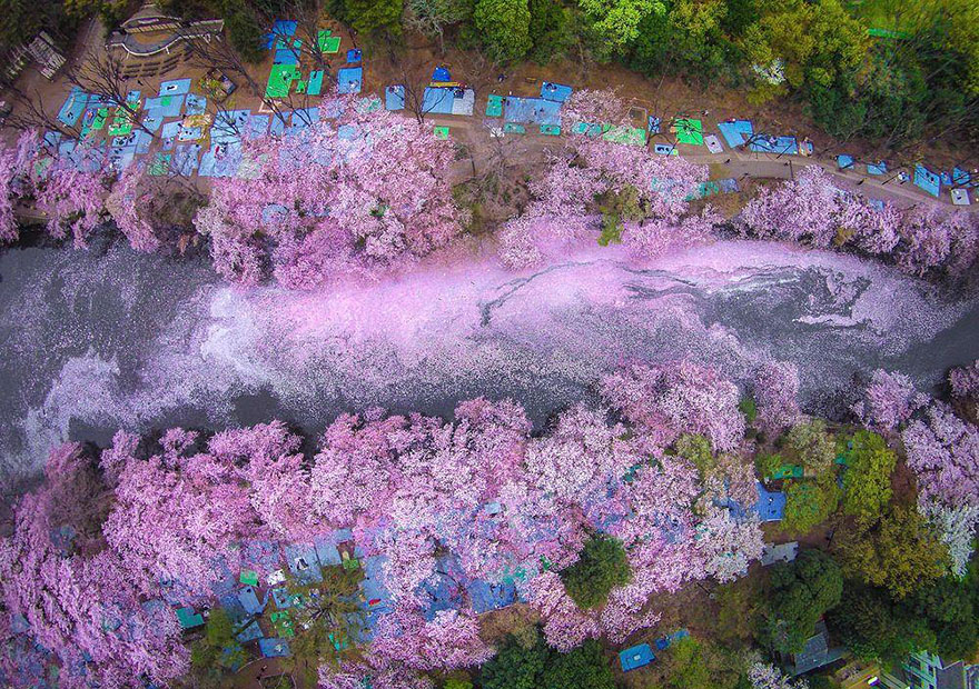Sakura nehri