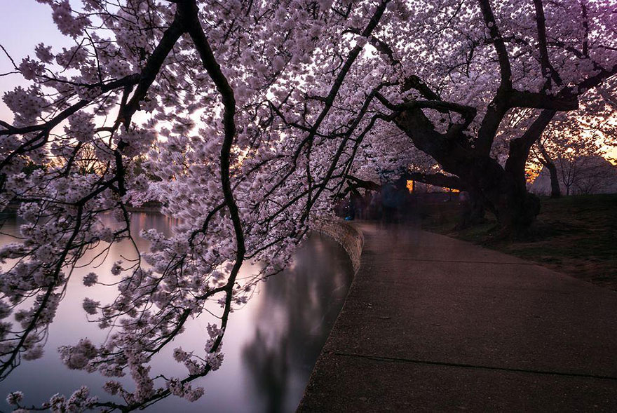 kiraz çiçeği ağaçları Japonya