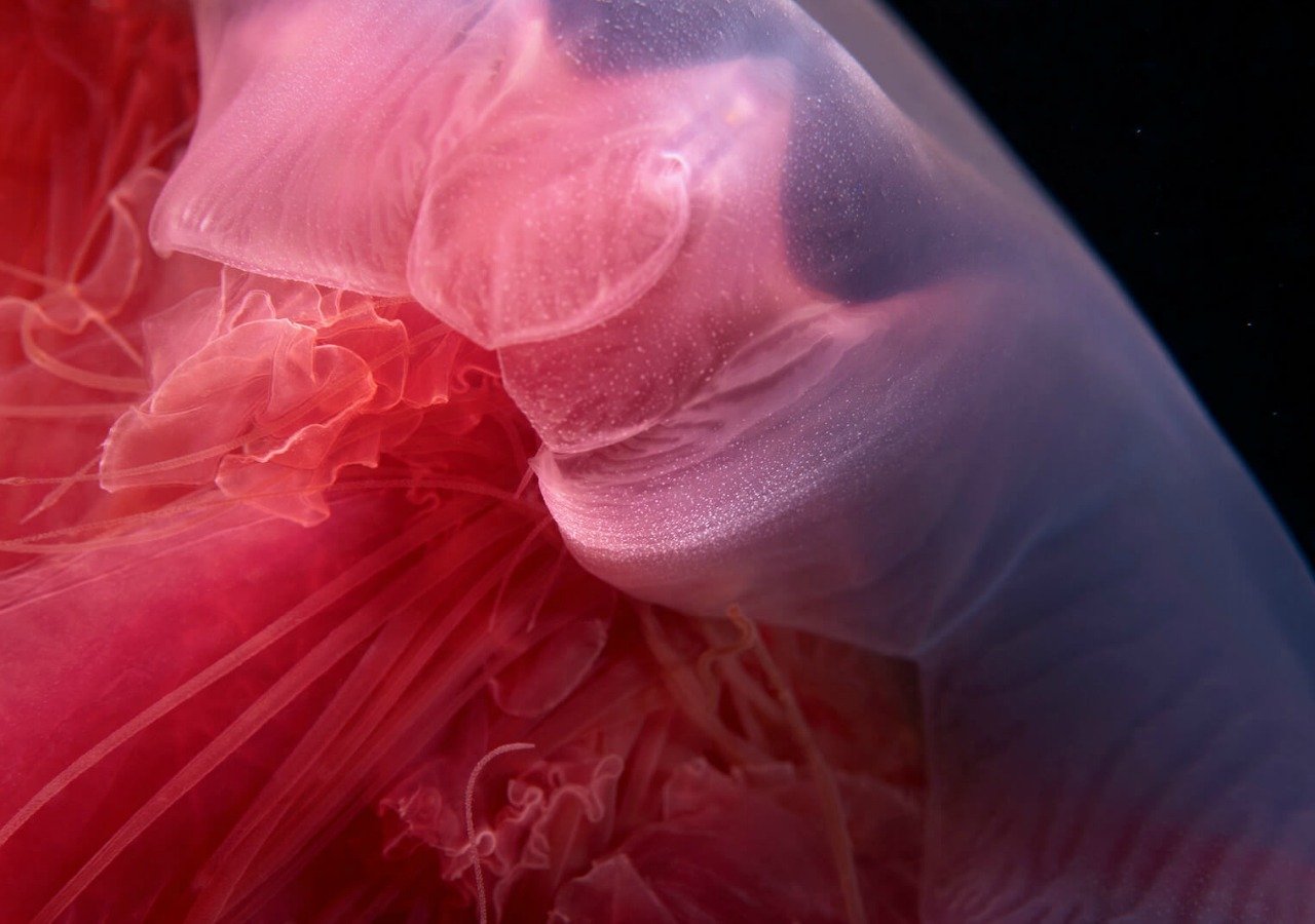 deniz canlılarının fotoğrafları