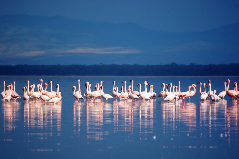 Nakuru Gölü, Kenya