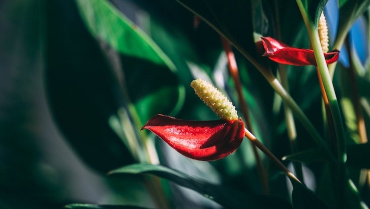 Antoryum (Anthurium)