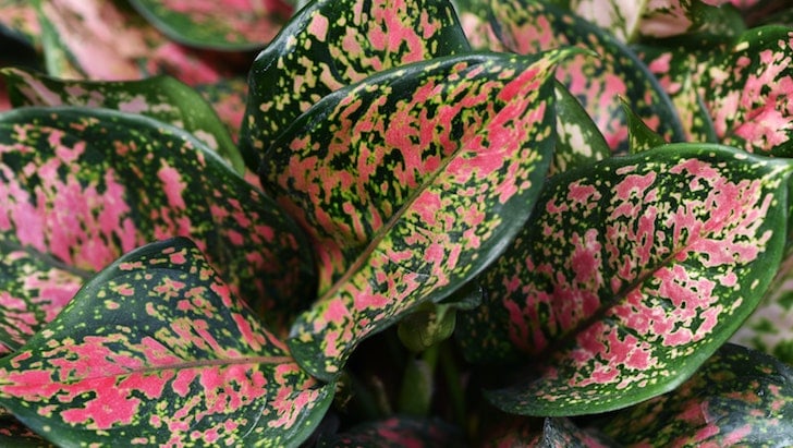 Çin Herdemyeşili (Aglaonema)