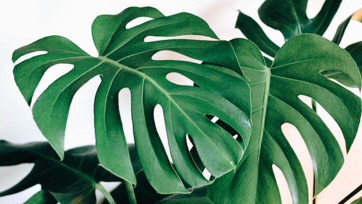 Deve Tabanı (Monstera deliciosa)