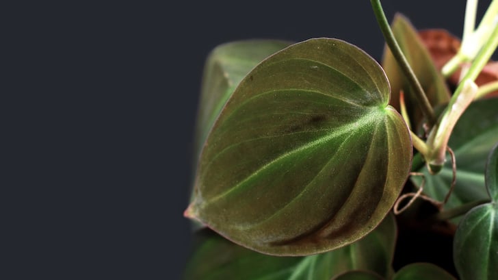 Kalp Yapraklı Salon Sarmaşığı (Philodendron scandens)