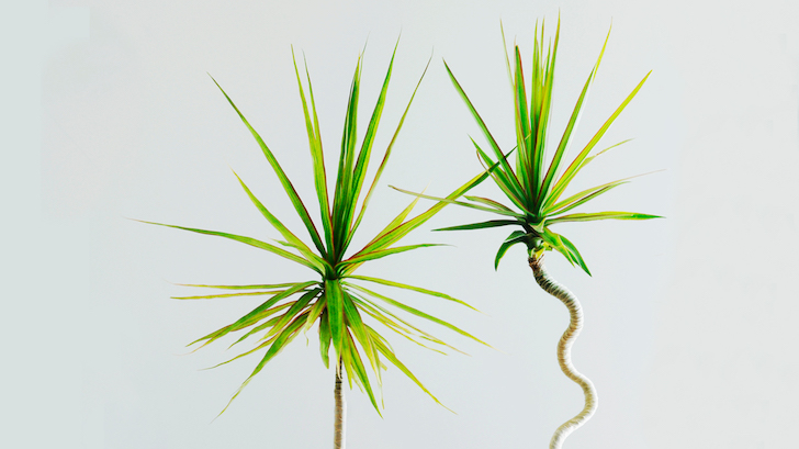 Madagaskar Dragon Ağacı (Dracaena marginata)