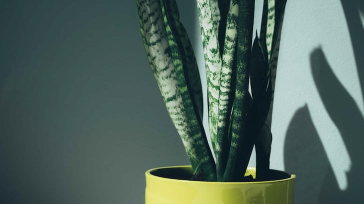 Paşa Kılıcı (Sansevieria)