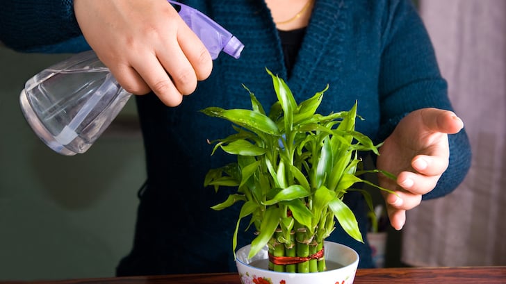 Şans Bambusu (Dracena sanderiana)