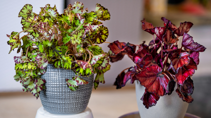 Yaprak Güzeli Begonya (Rex begonia)