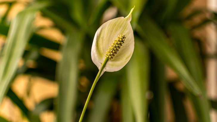 Yelken Çiçeği (Spathiphyllum wallisii)