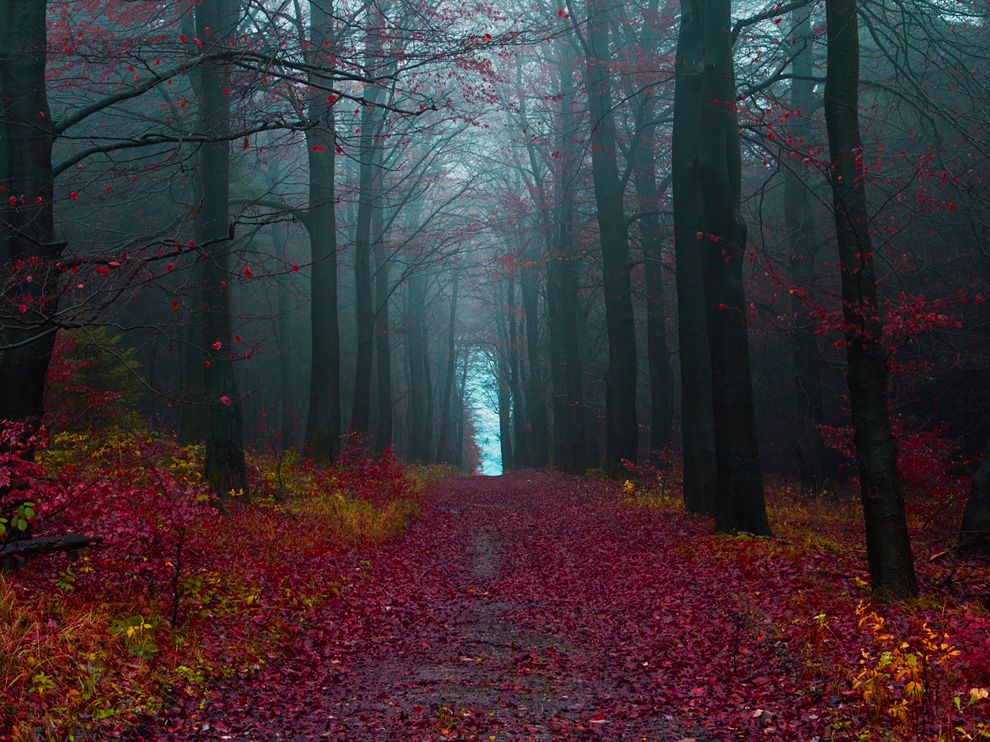 Kara Orman, Almanya