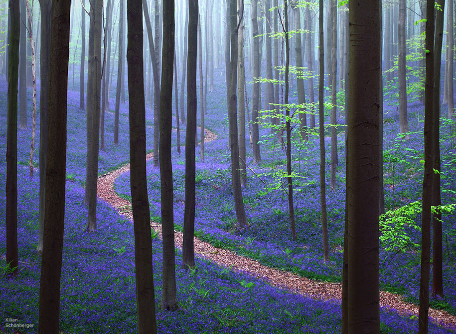 Halle Ormanı, Belçika