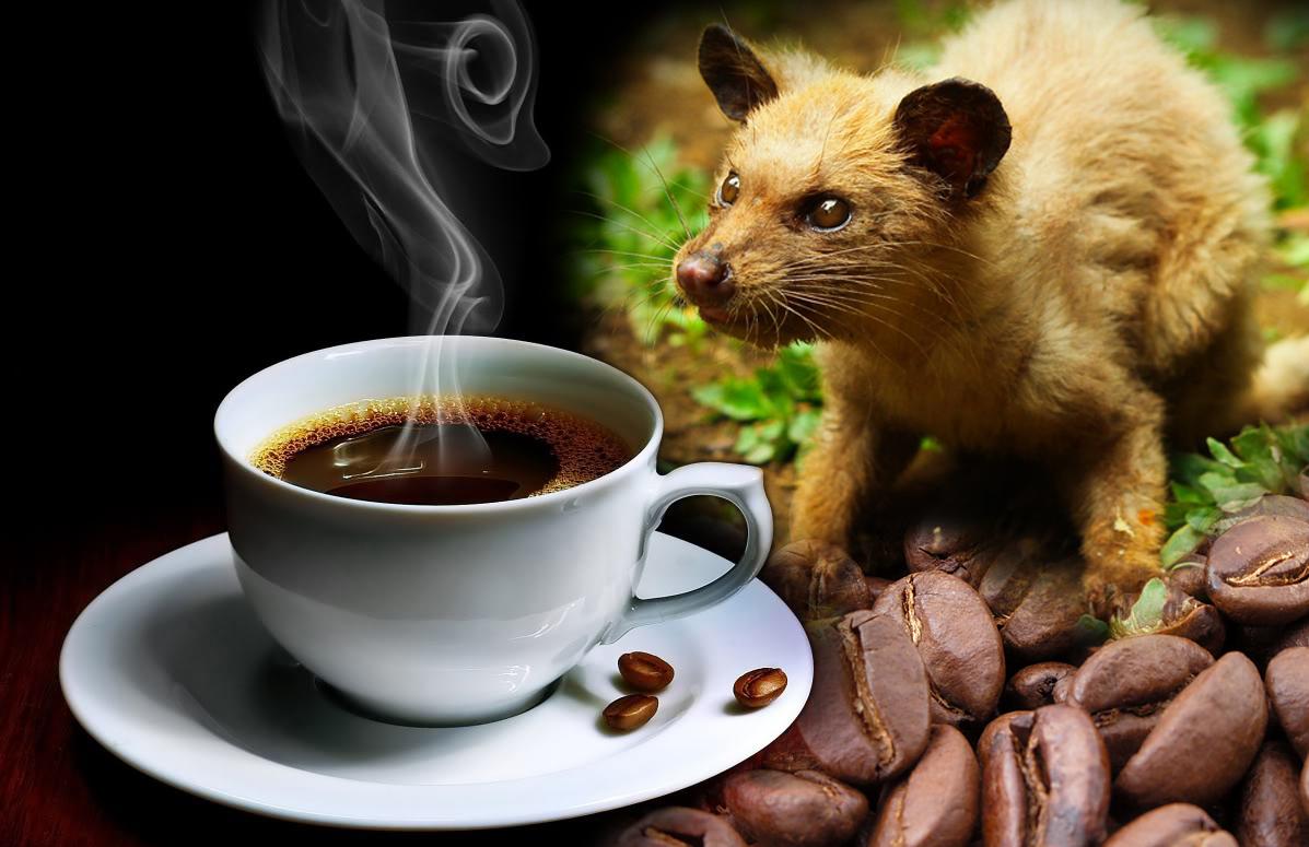 Kopi luwak kahvesi