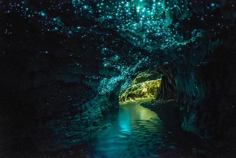 Glowworms Mağarası, Yeni Zelanda