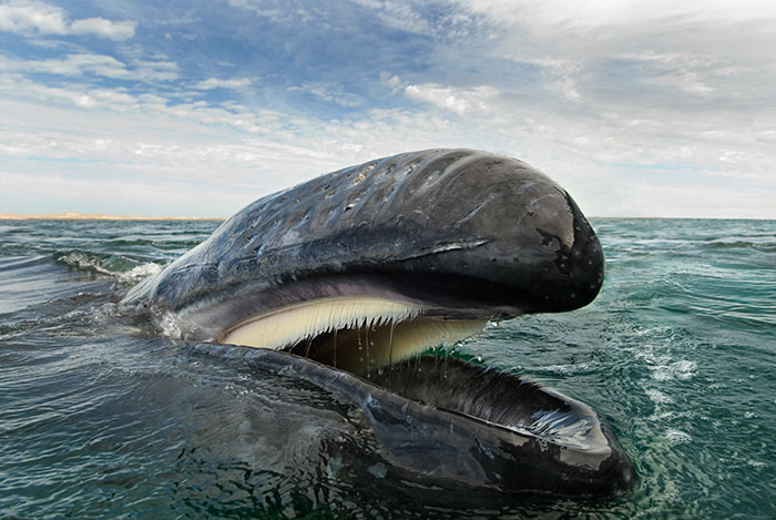 whales dolphins sea animal photography marine life christopher swann