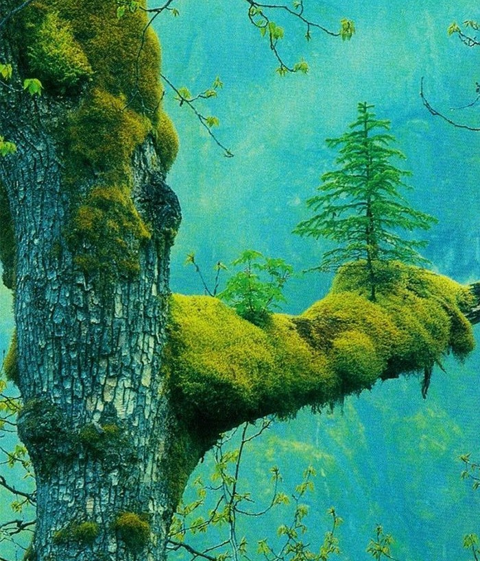 olmeyi reddeden agaclar