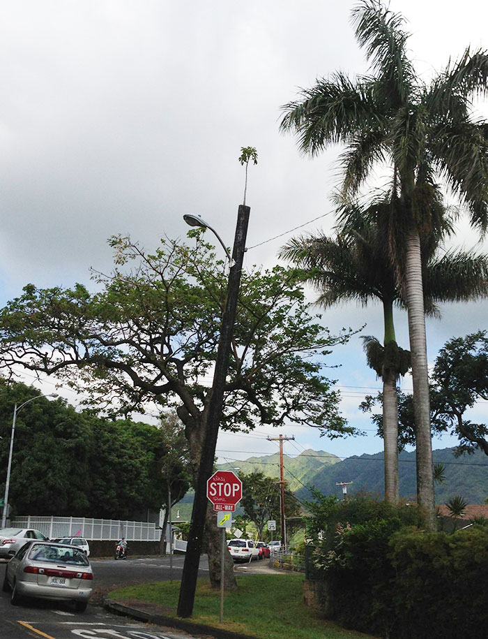 olmeyi reddeden agaclar