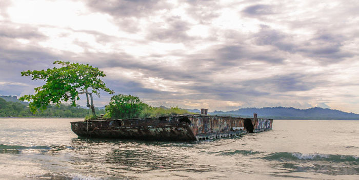 olmeyi reddeden agaclar