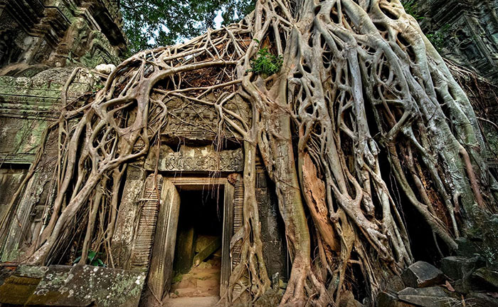 olmeyi reddeden agaclar