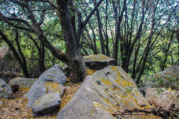 olmeyi reddeden agaclar