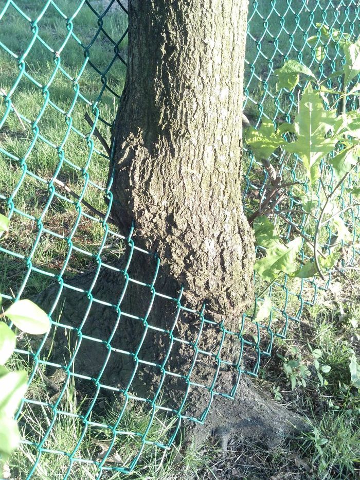 olmeyi reddeden agaclar