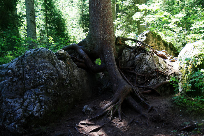 olmeyi reddeden agaclar