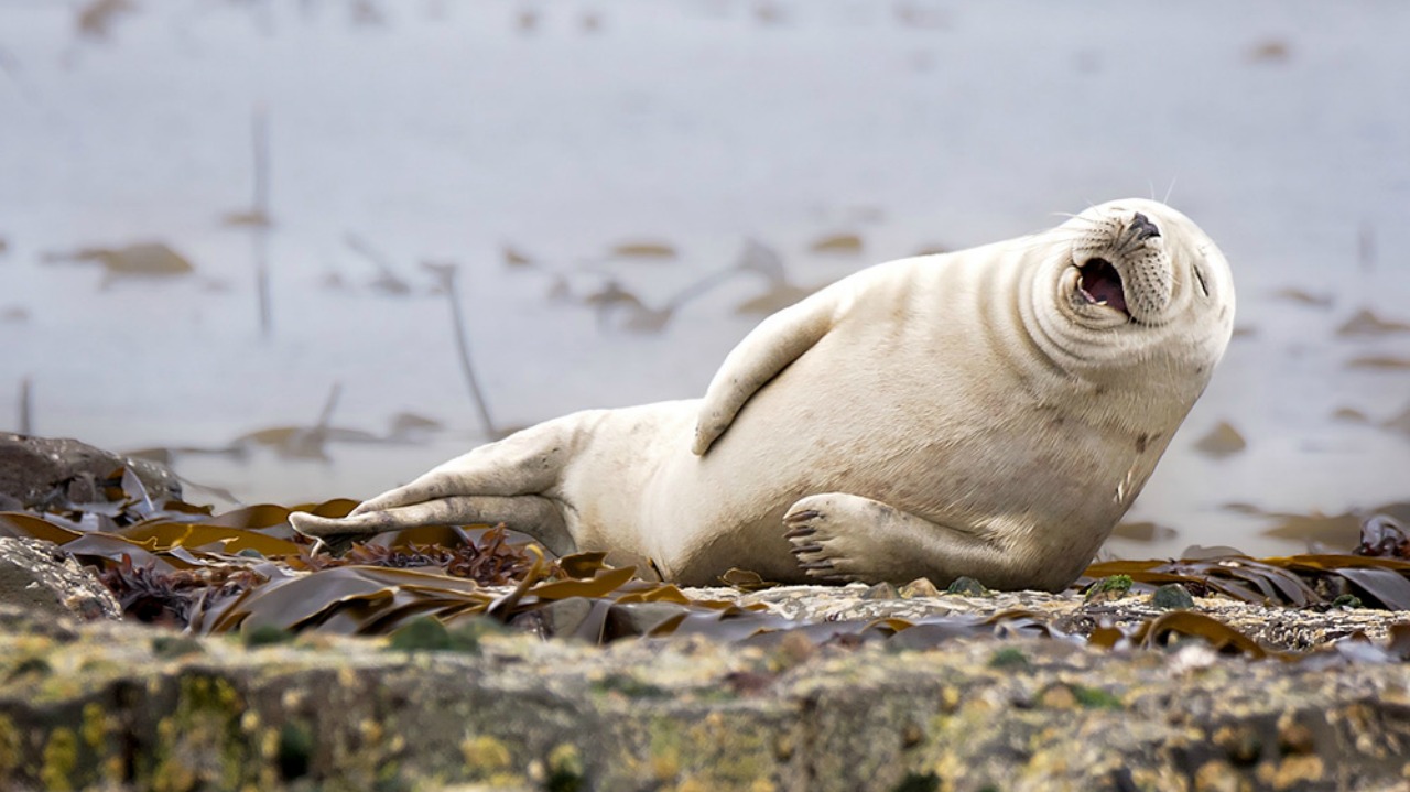 highly commended julie hunt