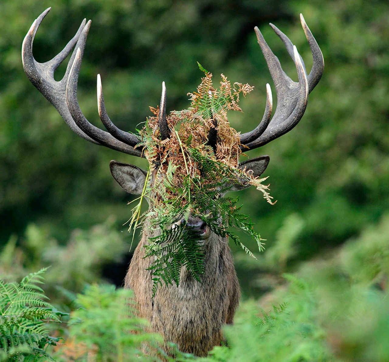 silver runner up william richardson