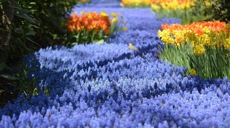 Çiçek Nehri, Hollanda
