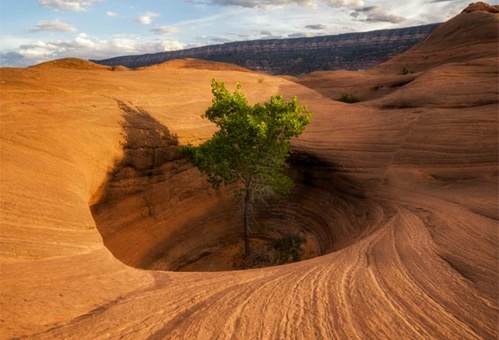 olmeyi reddeden agaclar