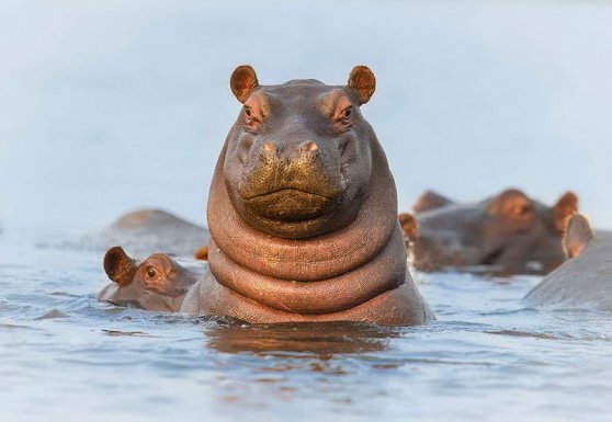 hello-hippo